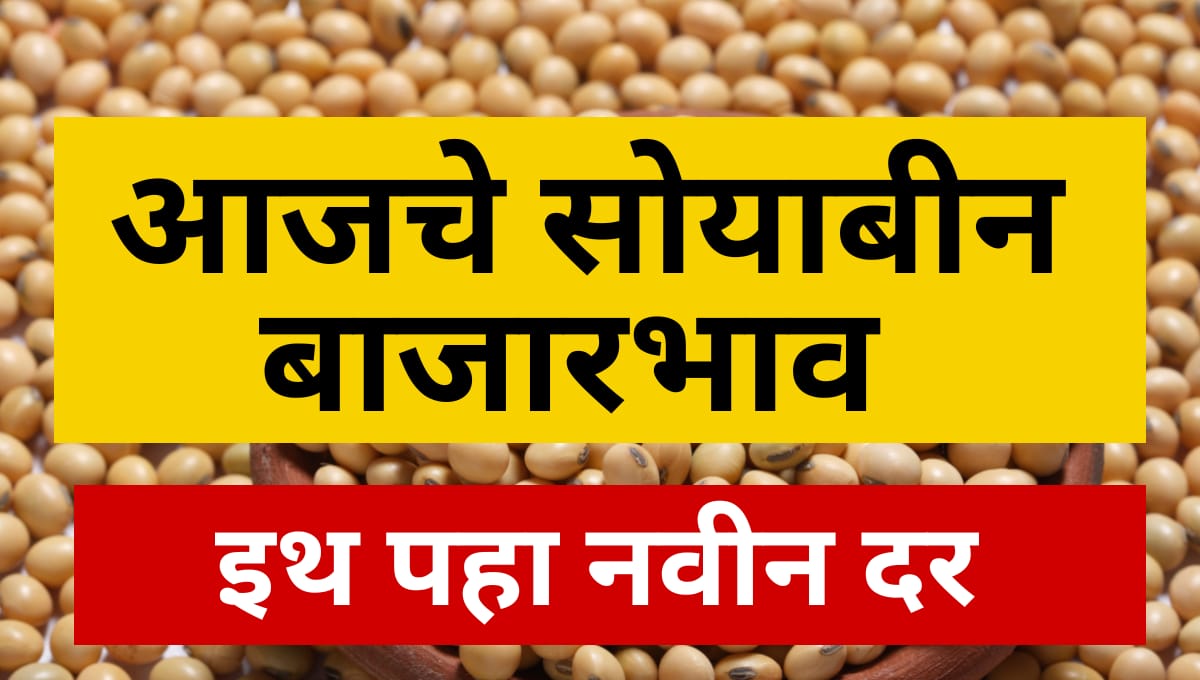 Today Soybean bhav